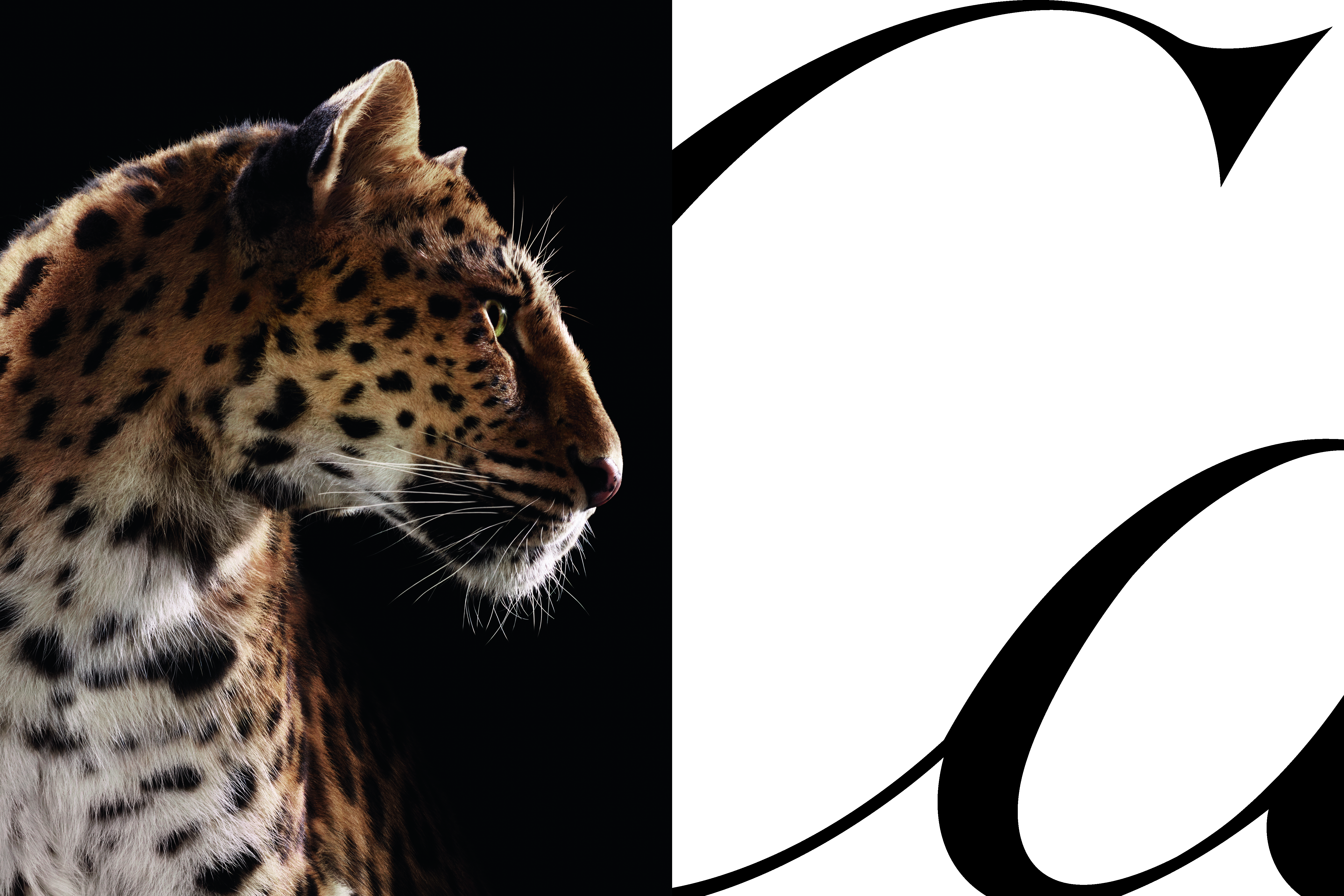 CARTIER CELEBRA A LA PANTERA, SU ANIMAL EMBLEMÁTICO